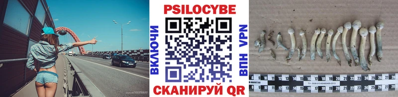 Псилоцибиновые грибы Psilocybe  как найти наркотики  Верея 